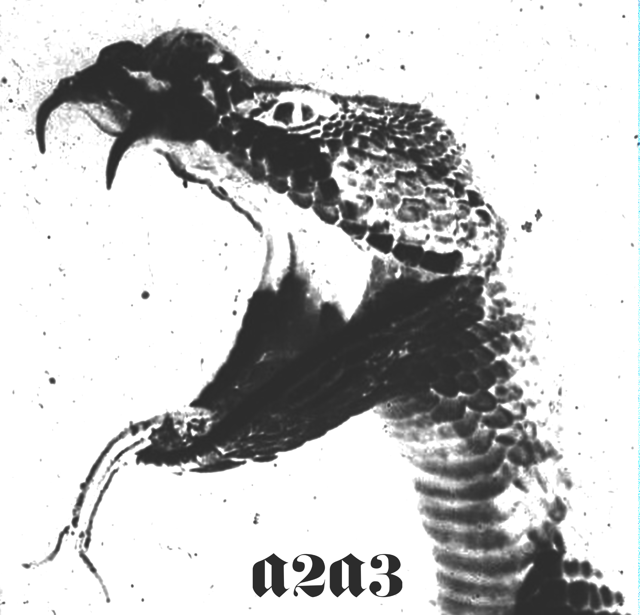Snake.co